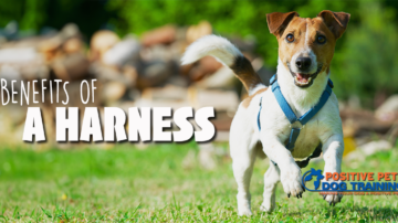 Benefits Of Using A Dog Harness