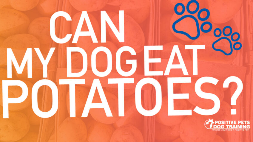 Can My Dog Eat Potatoes?