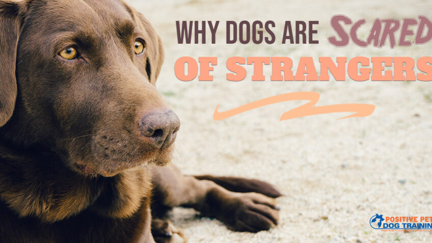 Why Dogs Are Scared of Strangers