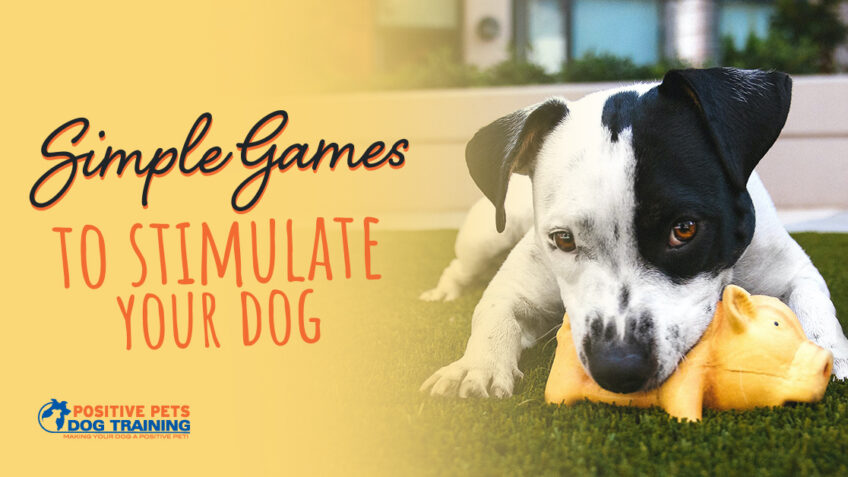 Simple Games to Stimulate Your Dog