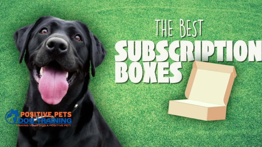 The Best Subscription Boxes For Dogs