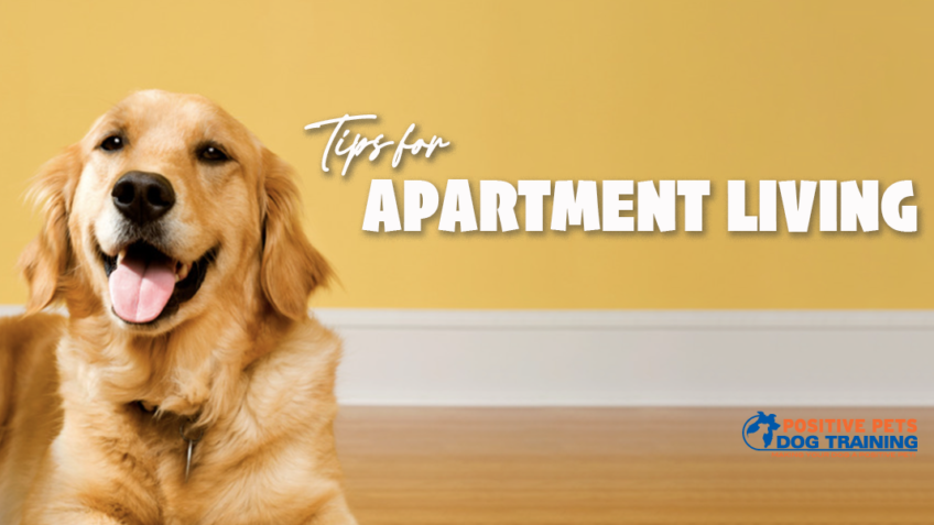 Tips For Apartment Living With A Dog