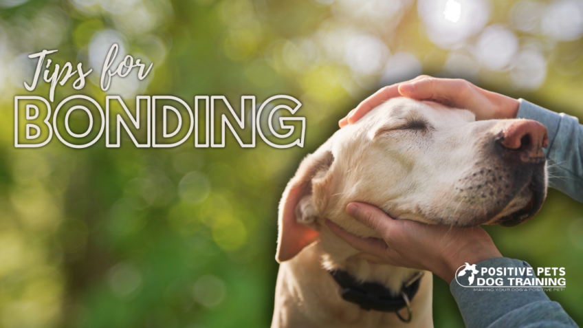 Tips For Bonding With Your Partner's Dog