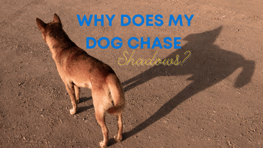 Why Does My Dog Chase Shadows?