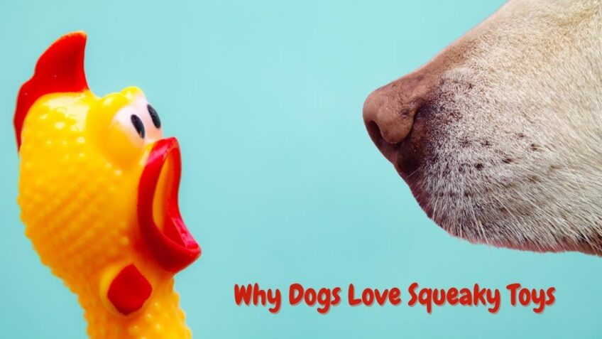 Why Dogs Love Squeaky Toys